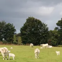 Le cheptel de vaches allaitantes comptait 3,78 millions de têtes le 1er septembre 2019, soit 2 % de moins qu'il y a un an. © C. Delisle