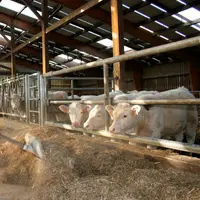 broutards charolais