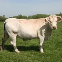 Élégante, la bien nommée, est analysée par ses éleveurs et par éCow comme la meilleure vache du troupeau.  © F. d'Alteroche