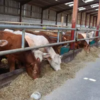 Les jeunes bovins limousins et charolais ont la même ration et les croissances sont très bonnes. © S. Bourgeois