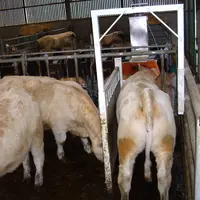 Les Greenfeed sont des stalles de mesures du méthane entérique émis par les bovins. © G. Renand