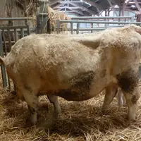 Une observation pendant 5 minutes du creux du flanc devrait révéler 7 à 12 contractions. © J.-M. Nicol