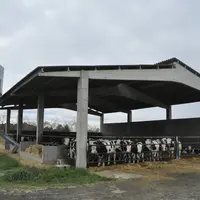 Les veaux sevrés produits à partir de veaux laitiers importés permettent aux engraisseurs espagnols de bétail maigre bon marché comparativement aux br