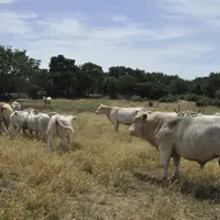 L’éleveur ne garde pas de reproductrices croisées au-delà de deux générations de croisement. Le taureau Charolais est typé viande mais avec vêlages fa