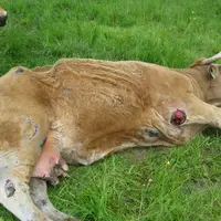 Animal juste avant son euthanasie qui présente les principaux symptômes : amaigrissement, peau cartonnée, crevasses aux articulations... © F. Poret