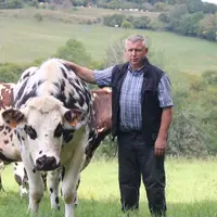 Denys Lerévérend, 45 Normandes et 20 bœufs par an sur 80 hectares à Castillon-en-Auge dans le Calvados. © C. Delisle