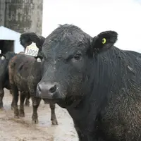 Il existe une cinquantaine de programmes de « préconditionnement » aux États-Unis. Tous demandent peu ou prou, un animal vacciné, castré, écorné, dépa