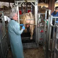 Lever le pied est indispensable et un préalable obligatoire au diagnostic et au traitement de la maladie. © Chambre d'agriculture de ...
