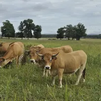 Les lots de génisses de chaque âge sont souvent divisés en deux (10 bêtes). Elles changent de parcelle toutes les deux semaines. © B. Griffoul