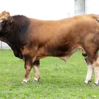 Premier taureau Aubrac d’IA homozygote sans cornes, Otto est par son père, un petit-fils de Roussel IA et de Bayon II IA par sa mère.  © Auriva