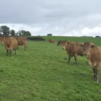 Les deux principaux lots de 30 vaches (triées selon le sexe des veaux) sont conduits en pâturage tournant dynamique avec une quinzaine de paddocks par