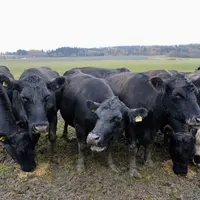 Chez Gustav et Heidi Rehnberg, le troupeau Angus est comme dans bien des régions d’herbe la seule façon de valoriser les prairies.  © P. Bourgault