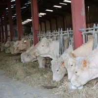 Avec des bâtiments regroupés et fonctionnels, alimenter puis pailler les vaches suitées, les génisses de renouvellement et le lot de réformes ne néces