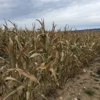 Maïs ayant subi la gelée en septembre avant d'avoir atteint le stade de maturité idéal. Les évolutions du climat ne devront pas masquer le risque de g
