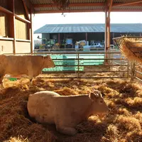 La vente directe représente le  débouché pour en moyenne une vache par mois, parmi celles âgées de huit ans maximum. L'éleveur vend également en direc