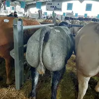A Laissac dans l’Aveyron il est possible de trouver tout le panel des races présentes dans un large sud-ouest avec également d’excellentes génisses cr