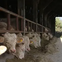 L’Orne est de loin le département normand le plus orienté sur la production de jeunes bovins en tonnage et en pourcentage. © C. Delisle