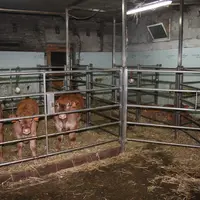 Les cases à veaux sont situées dans un espace exigu maximisé par des barrières amovibles. Un couloir central permet de rassembler les veaux d’une ou p