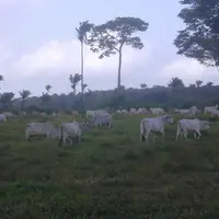 En Guyane, les logiques les plus extensives sont les moins productives, mais elles sont aussi plus économes en intrants, donc plus autonomes.  © E. Du