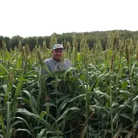 En 2019, dans une des parcelles à potentiel où un maïs serait possible sans irrigation, le sorgho cultivé sans ray-grass avant lui a donné 10,8 tMS/ha
