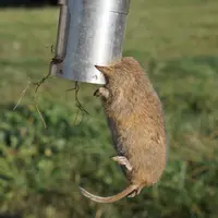 Le piégeage avec les pièges Topcat est très efficace mais très chronophage. © DR