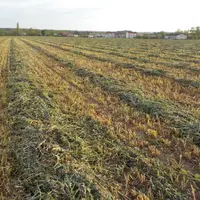 L’objectif est d’obtenir un fourrage à 30-35 % de matière sèche pour une bonne conservation de l’ensilage de méteils riches en protéagineux. © Arvalis