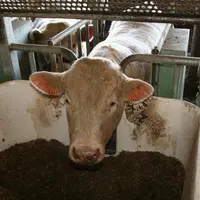 Les auges peseuses sont posées sur des capteurs avec des pesées en continu et fonctionnent avec des animaux dotés de boucles électroniques. L'heure d'