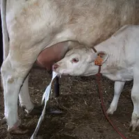 Trente secondes après avoir tété, le lait repart violemment. © J. M. - Nicol
