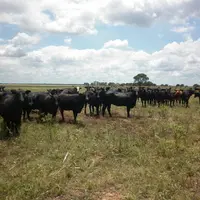 Un cheptel de vaches brangus élevé en extensif dans le département de Bandera, à Santiago del Estero © M.-H. André