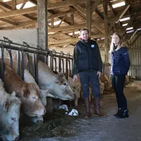 Mickël Chauveau. « Les carcasses sortent bien, avec peu de gras de couverture pour répondre à la demande des bouchers ». Ici, avec Amélie Piot, sa con