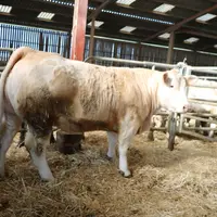 En cours de finition, cette génisse de 36 mois était l’une des dernières issues de la bande 2019 avec un poids de carcasse prévisible estimé à un peu
