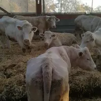 Vaches du lot "plus de 10 ans et NEC inférieure à 1,5 en début de finition". Ici, en début de période expérimentale d'engraissement. © OIER des Bordes