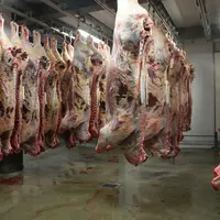 Cette étude confirme que le rapport entre le poids de l’animal à la sortie de la ferme et la viande nette réellement utilisable (250 kg), varie selon