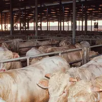 © F.Alteroche