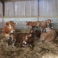 Les génisses, mises à la reproduction à 15 mois, restent en bâtiment après sevrage, afin d’adapter leur conduite. © C. Delisle
