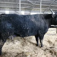 Cette vache noire également préparée pour Paris n’était que suppléante et est donc restée avec son veau dans le Cantal.  © F. d'Alteroche