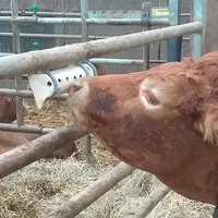 L’aromathérapie informationnelle consiste à mettre à disposition des animaux certaines molécules aromatiques qui sont capables d’exprimer leurs propri