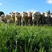 Le repère de sortie des paddocks avec la méthode Herby est de préserver l’intégrité de la gaine des graminées, organe de stockage des glucides nécessa