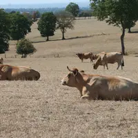 Les sécheresses estivales récurrentes font partie des données nouvelles qui incitent bien des éleveurs à mieux gérer l'herbe et le pâturage.  © F. d'A