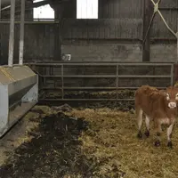 L’éleveur a conçu lui-même les nourrisseurs à veaux et les a fait construire. Ils sont réglables en hauteur et sont alimentés par vis à partir de la f