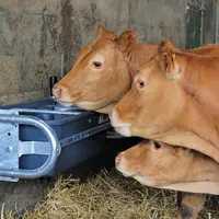 Pour les broutards repoussés, on peut choisir un bac collectif à niveau constant. Un bac de 25 litres convient pour 25 animaux. © Cosnet