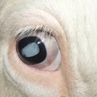 Une cataracte congénitale rend le veau aveugle. © J.-M. Nicol