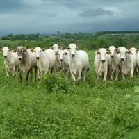 La situation dans les pays du Mercosur est loin d’être stable entre crise économique et crise sanitaire. Toutefois, exportations et production ne semb