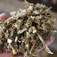 La ration complète est à 38 % de MS. Les brins d'ensilage de maïs font de 8 à 10 mm.  © S. Bourgeois
