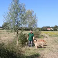 Les saules blancs ne sont pas encore exploitables et ont souffert les premières années des frottis effectués par les brocards.   © F. d'Alteroche