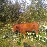 Des rameaux de peupliers américains laissés au sol sont pâturés. Adrien Messéan est éleveur double actif sur une structure de 30 hectares, avec une do