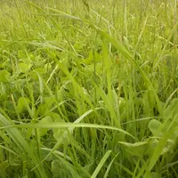 Les premiers résultats des observatoires montrent que des prairies semées peuvent durer très longtemps et ce, dans une large gamme de contextes pédocl