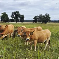 Ici un couvert d'été (sorgho colza radis trèfle vesce) pâturé par un lot de génisses sur une exploitation du Tarn et Garonne.  © B. Griffoul