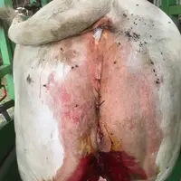 L’animal vu de derrière juste après l’opération.   © S. Cercelet