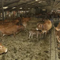 En hiver, la ration des vaches nourrices comprend 4 kg (MS) de maïs ensilage, 4 kg de méteil à 16-18 % MAT, 4 kg de foin de luzerne, 2-3 kg de foin de